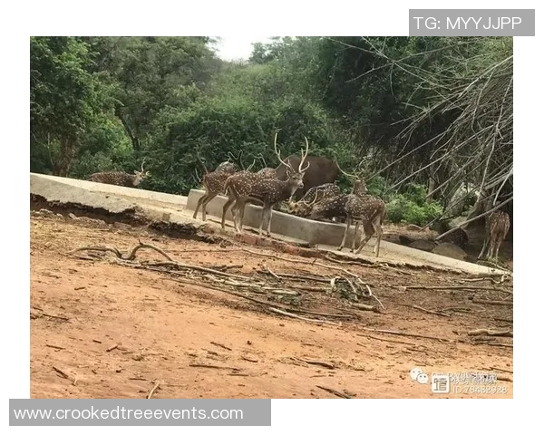 雄鹿之城：探寻神奇动物的乐园